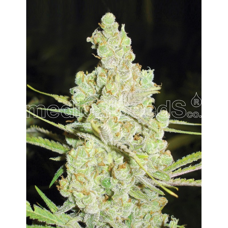 MEDICAL SEEDS  - 1024 FEM X3 (+ 2 PROMO)