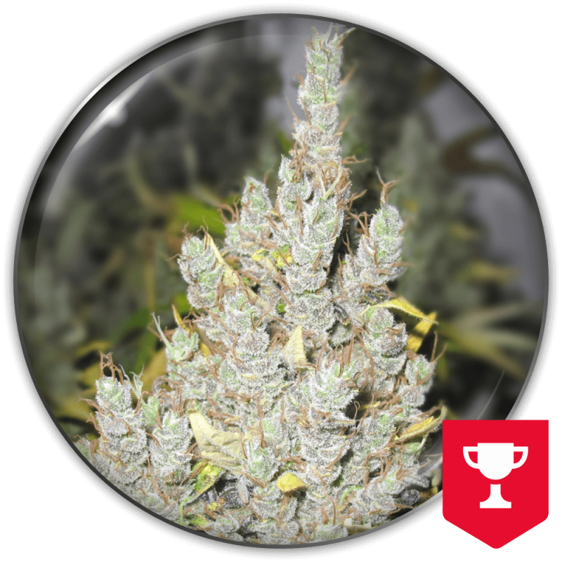 MEDICAL SEEDS  - 2046 FEM X3 (+ 2 PROMO)