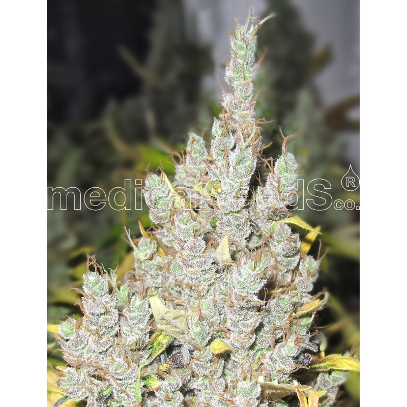 MEDICAL SEEDS  - 2046 FEM X3 (+ 2 PROMO)