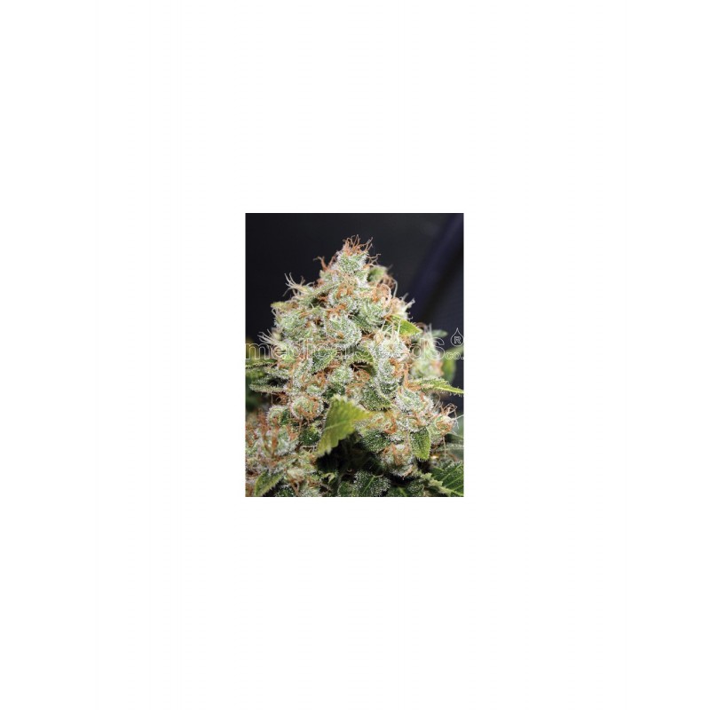 MEDICAL SEEDS  - BCN SOUR DIESEL FEM X3 (+ 2 PROMO)