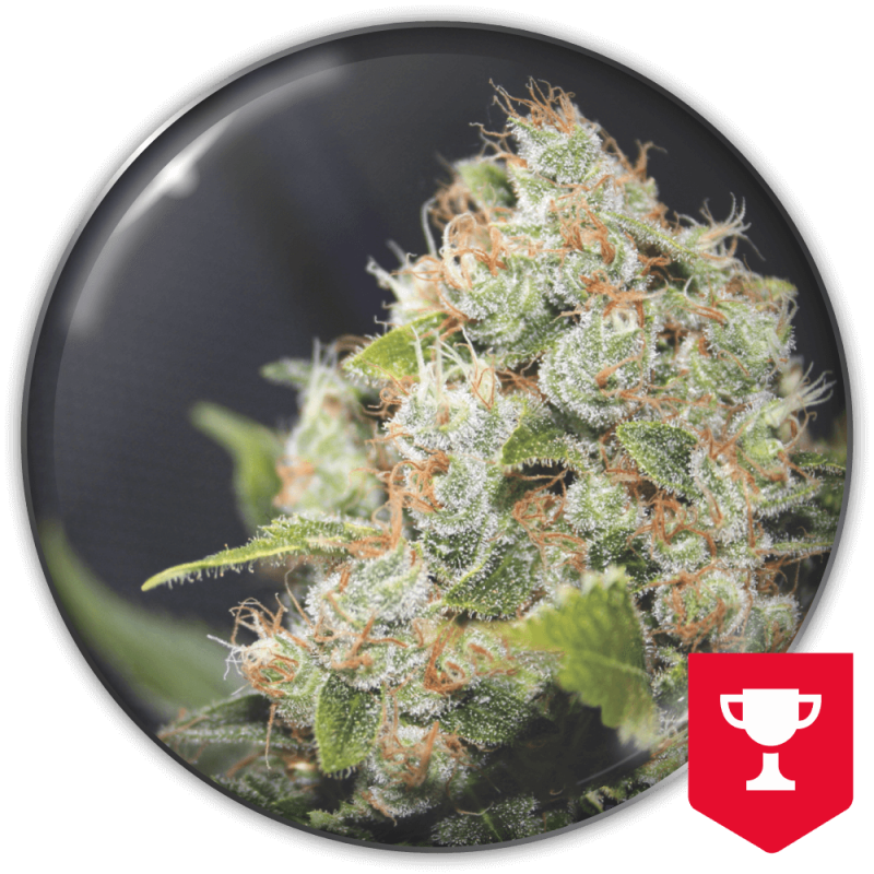 MEDICAL SEEDS  - BCN SOUR DIESEL FEM X3 (+ 2 PROMO)