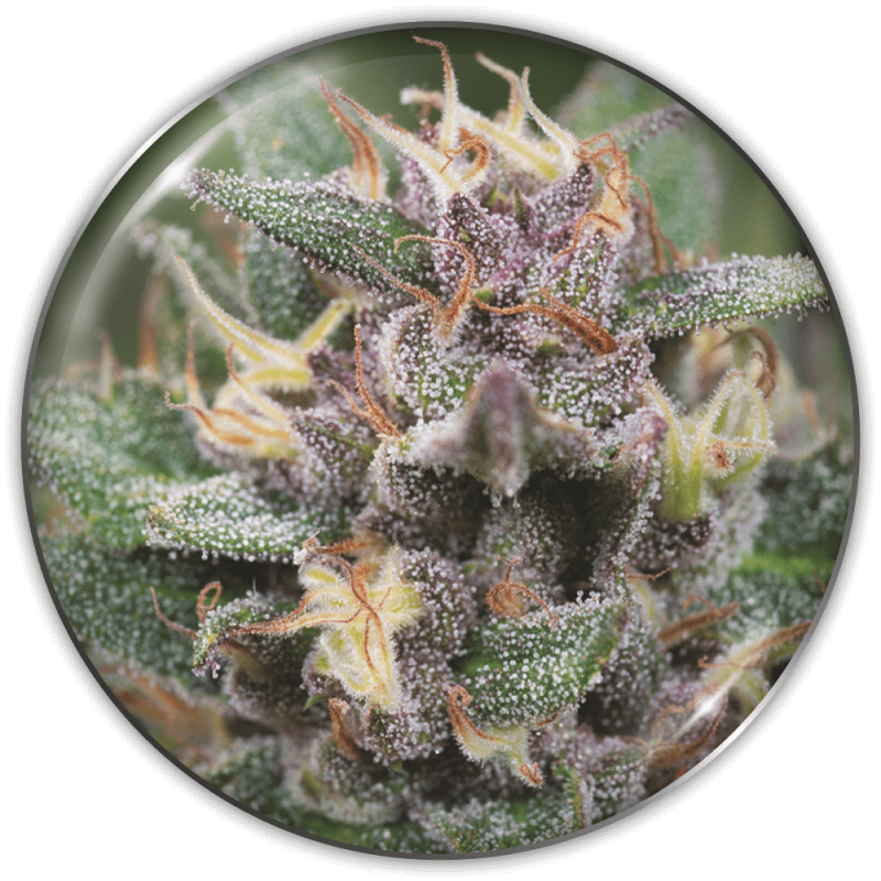 MEDICAL SEEDS  - BLUE HELL AUTO X3 (+ 2 PROMO)