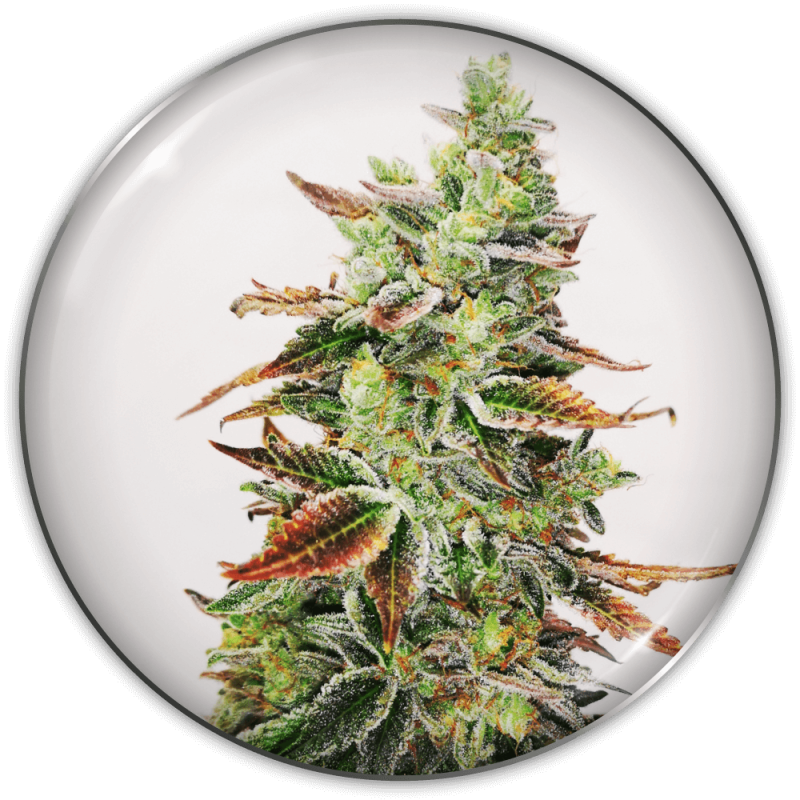 MEDICAL SEEDS  - BANANA PURP FEM X3 (+ 2 PROMO)