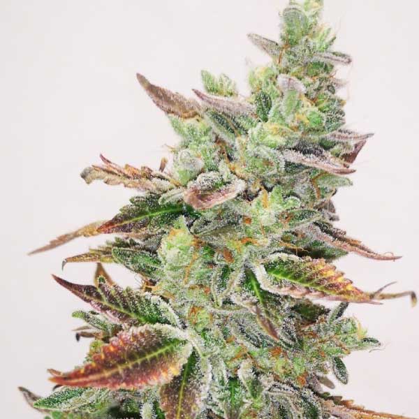 MEDICAL SEEDS  - BANANA PURP FEM X3 (+ 2 PROMO)