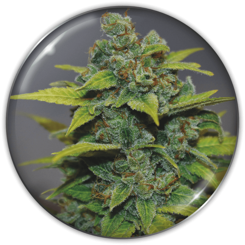 MEDICAL SEEDS  - BANANA ZKITTLEZ FEM X3 (+ 2 PROMO)