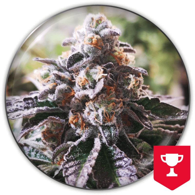 MEDICAL SEEDS  - COOKIES PURPLE PUNCH FEM X3 (+ 2 PROMO)