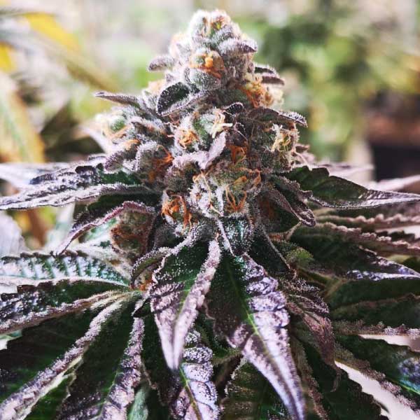 MEDICAL SEEDS  - COOKIES PURPLE PUNCH FEM X3 (+ 2 PROMO)