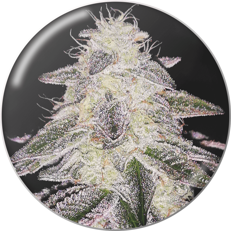 MEDICAL SEEDS  - COOKIES SHERBERT AUTO X3 (+ 2 PROMO)