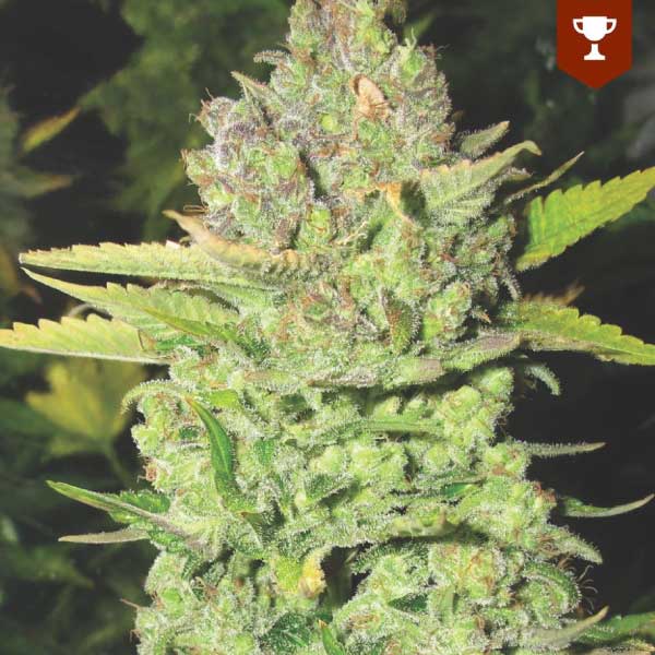 MEDICAL SEEDS  - DEVIL FRUIT FEM X3 (+ 2 PROMO)