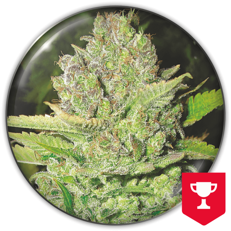 MEDICAL SEEDS  - DEVIL FRUIT FEM X3 (+ 2 PROMO)