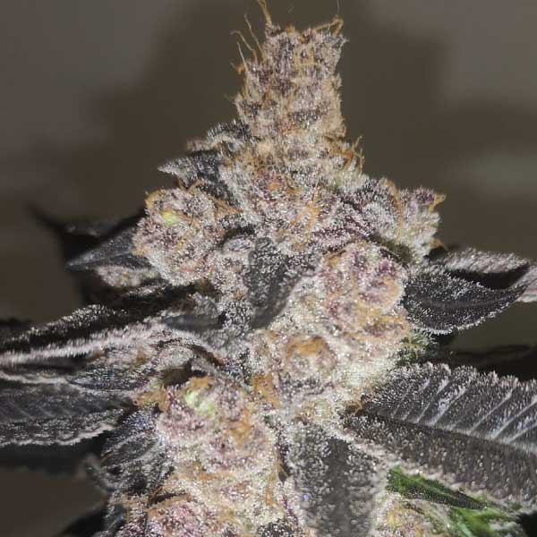 MEDICAL SEEDS  - GELATO 242 FEM X3 (+ 2 PROMO)