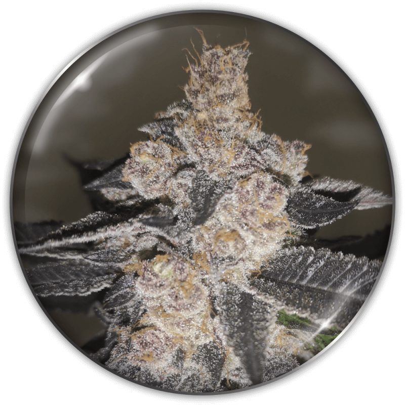 MEDICAL SEEDS  - GELATO 242 FEM X3 (+ 2 PROMO)