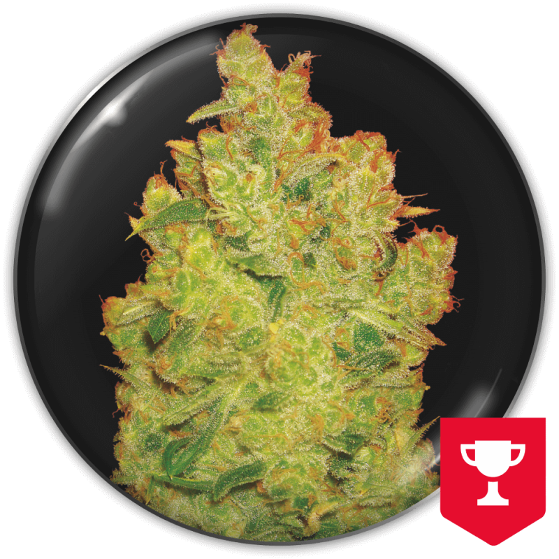 MEDICAL SEEDS  - JACK LA MOTA FEM X3 (+ 2 PROMO)