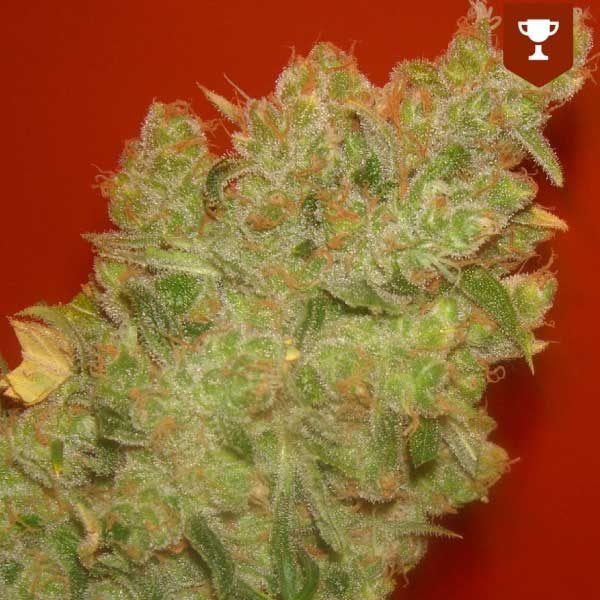 MEDICAL SEEDS  - JACK LA MOTA FEM X3 (+ 2 PROMO)