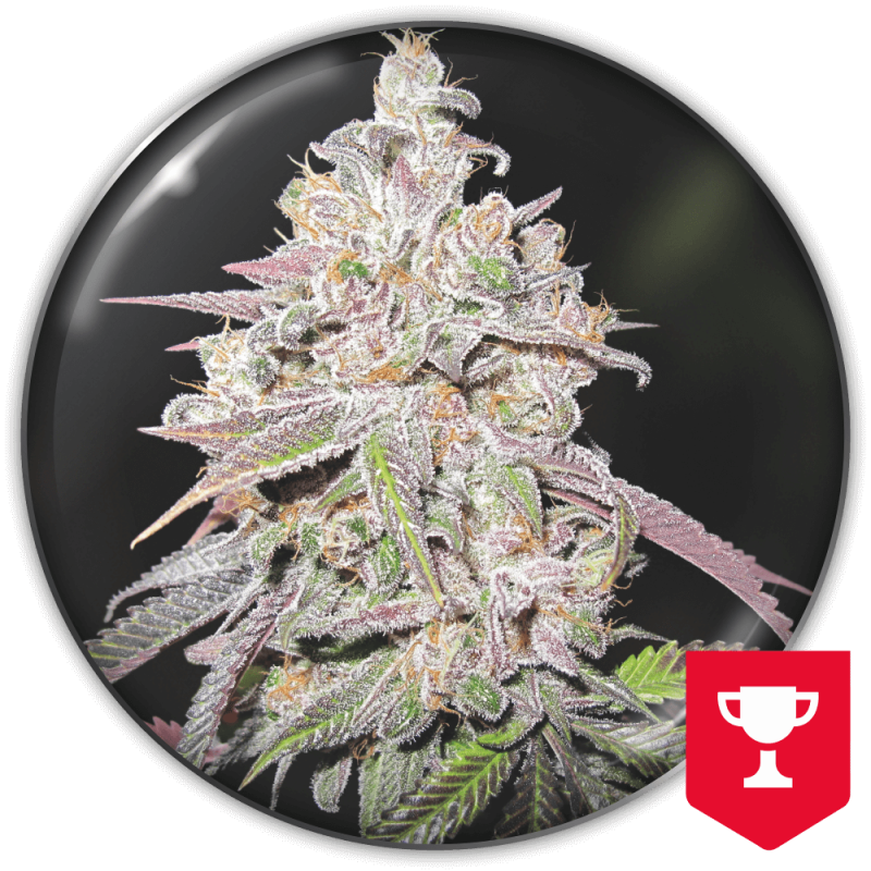 MEDICAL SEEDS  - MENDOCINO CHANEL KUSH FEM X3 (+ 2 PROMO)