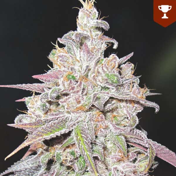 MEDICAL SEEDS  - MENDOCINO CHANEL KUSH FEM X3 (+ 2 PROMO)