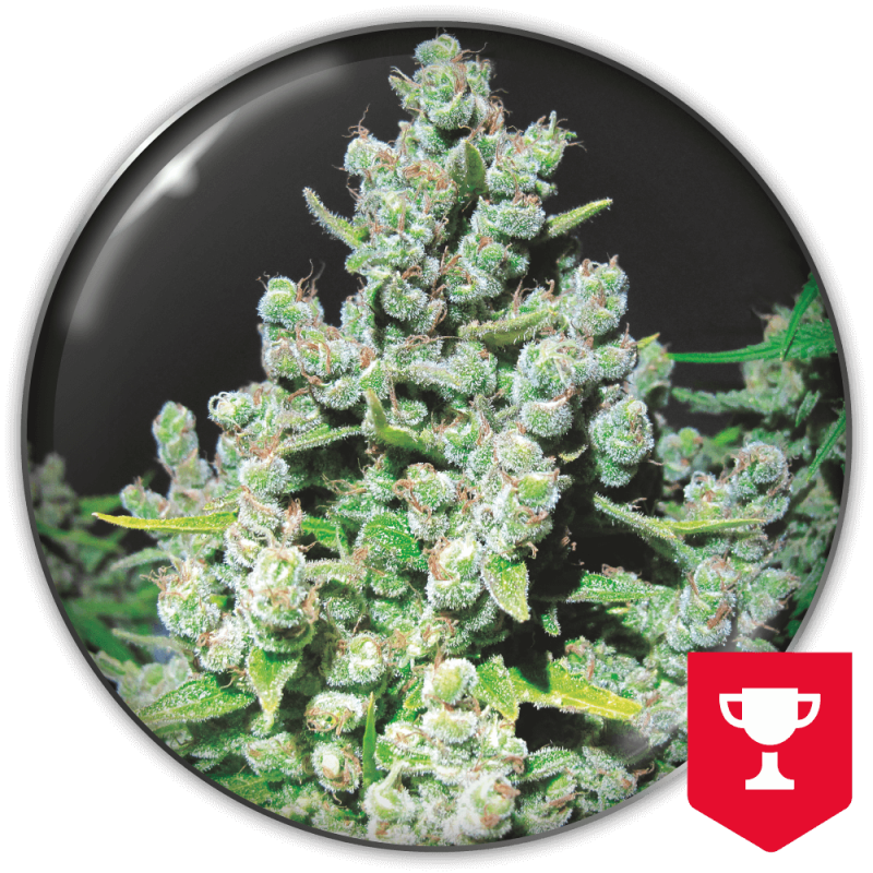 MEDICAL SEEDS  - MALAKOFF FEM X3 (+ 2 PROMO)