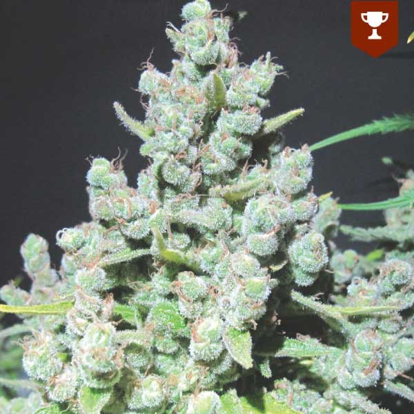 MEDICAL SEEDS  - MALAKOFF FEM X3 (+ 2 PROMO)