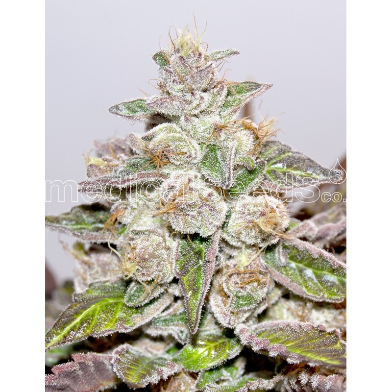 MEDICAL SEEDS  - MENDOCINO PURPLE KUSH FEM X3 (+ 2 PROMO)