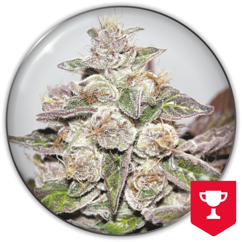 MEDICAL SEEDS  - MENDOCINO PURPLE KUSH FEM X3 (+ 2 PROMO)