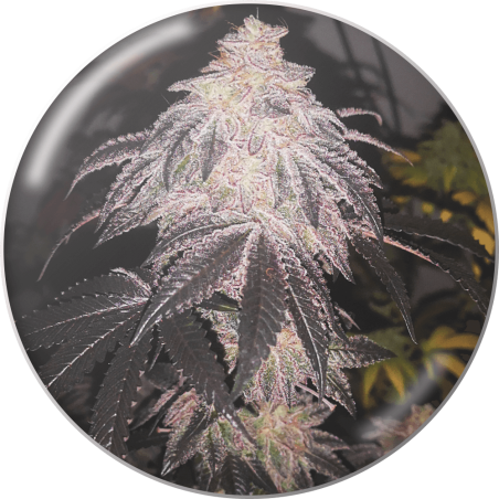 MEDICAL SEEDS  - MEDICAL RUNTZ FEM X3 (+ 2 PROMO)