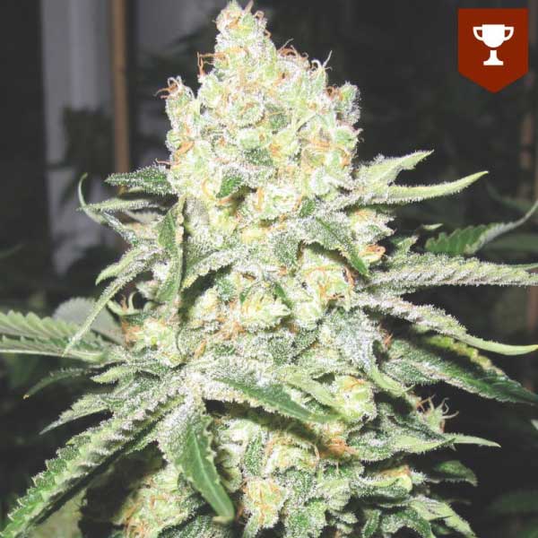 MEDICAL SEEDS  - NO NAME FEM X3 (+ 2 PROMO)