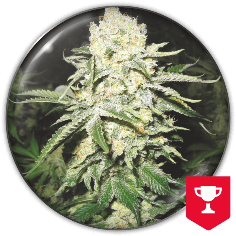 MEDICAL SEEDS  - NO NAME FEM X3 (+ 2 PROMO)