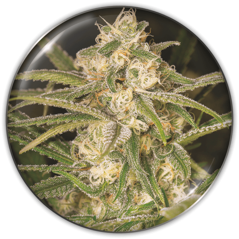 MEDICAL SEEDS  - NO NAME AUTO X3 (+ 2 PROMO)