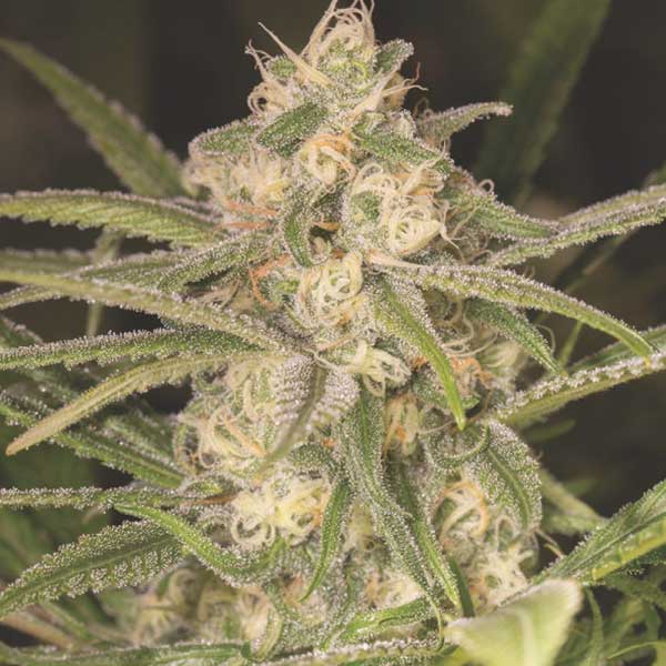 MEDICAL SEEDS  - NO NAME AUTO X3 (+ 2 PROMO)