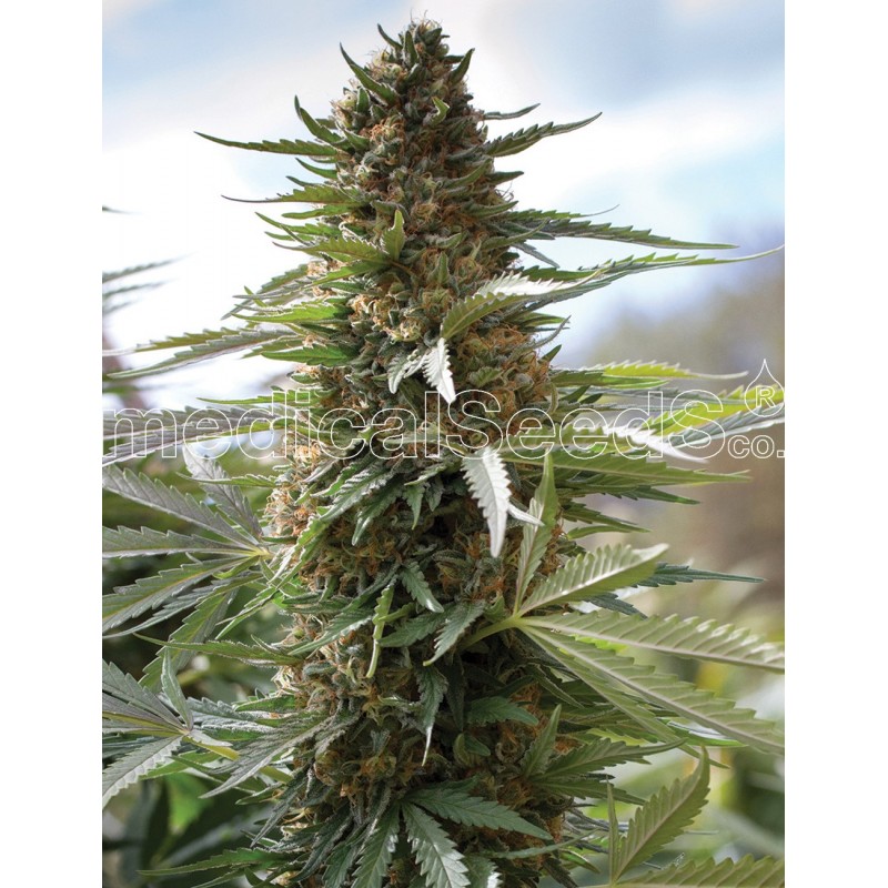 MEDICAL SEEDS  - OVER DAWG FEM X3