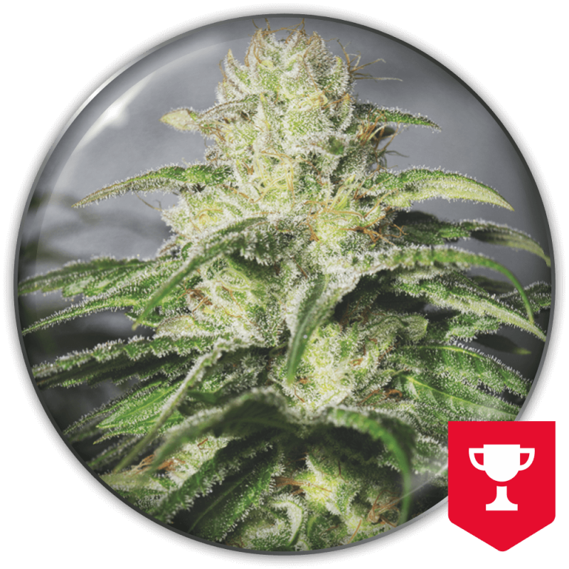 MEDICAL SEEDS  - OG KUSH CBD FEM X3 (+ 2 PROMO)