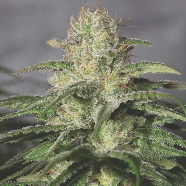 MEDICAL SEEDS  - OG KUSH CBD FEM X3 (+ 2 PROMO)