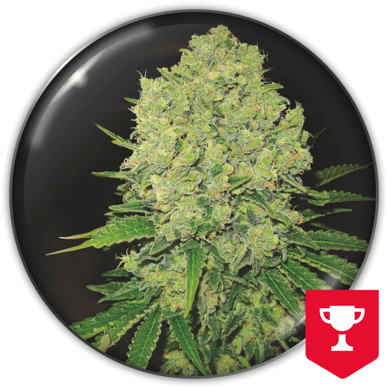 MEDICAL SEEDS  - PROZACK FEM X3 (+ 2 PROMO)