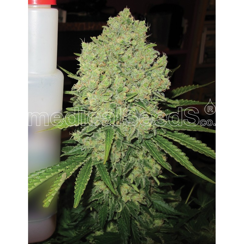 MEDICAL SEEDS  - PROZACK FEM X3 (+ 2 PROMO)