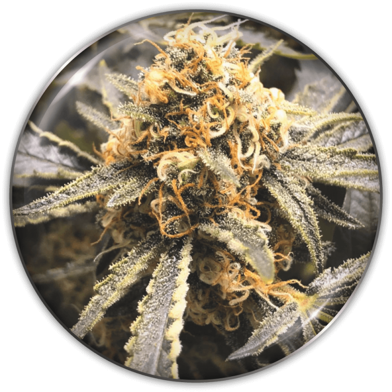 MEDICAL SEEDS  - RECOVERY CBD FEM X3 (+ 2 PROMO)