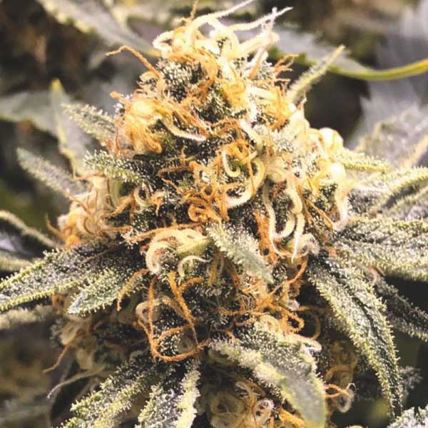 MEDICAL SEEDS  - RECOVERY CBD FEM X3 (+ 2 PROMO)