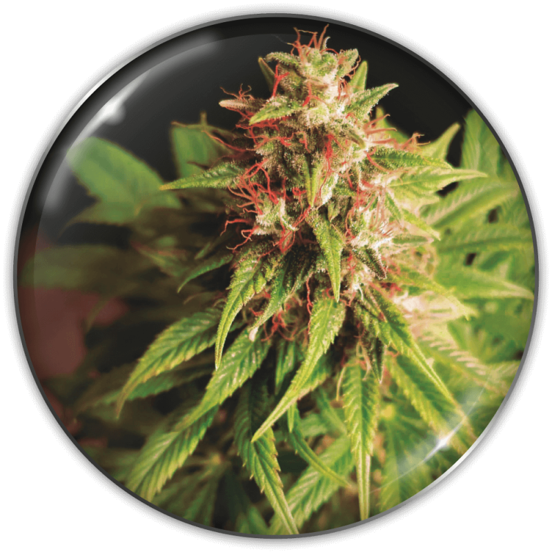 MEDICAL SEEDS  - RED CROSS CBD FEM X3 (+ 2 PROMO)