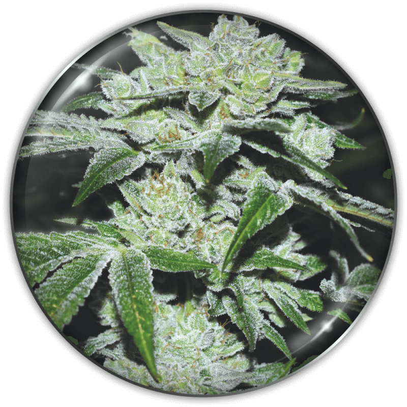 MEDICAL SEEDS  - SOUR GLUE FEM X3 (+ 2 PROMO)