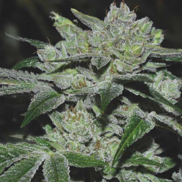 MEDICAL SEEDS  - SOUR GLUE FEM X3 (+ 2 PROMO)