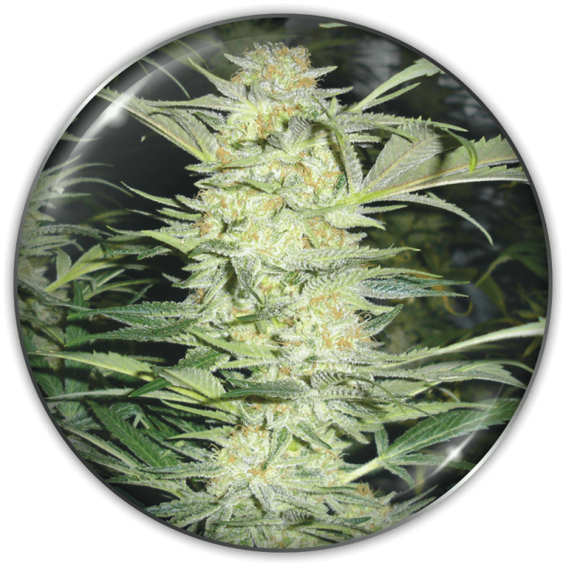 MEDICAL SEEDS  - WHITE WIDOW FEM X3 (+ 2 PROMO)