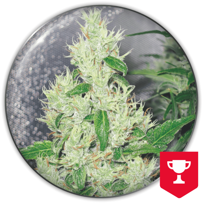 MEDICAL SEEDS  - Y GRIEGA FEM X3 (+ 2 PROMO)