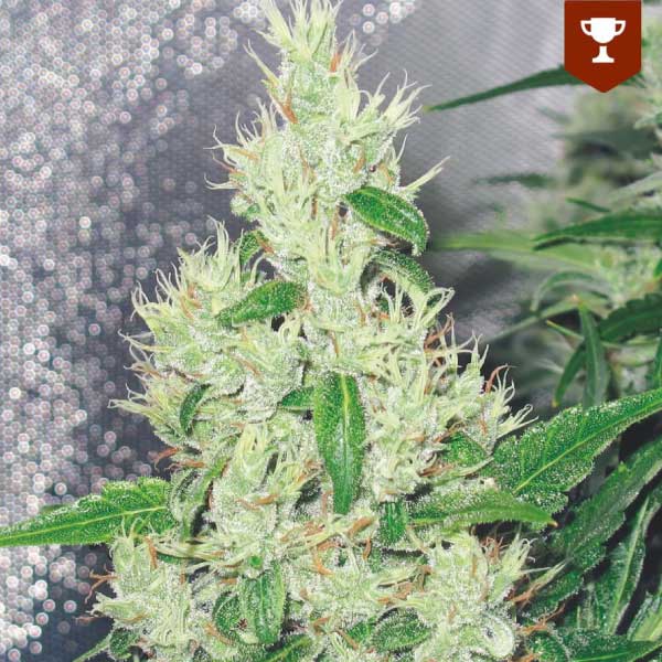 MEDICAL SEEDS  - Y GRIEGA FEM X3 (+ 2 PROMO)