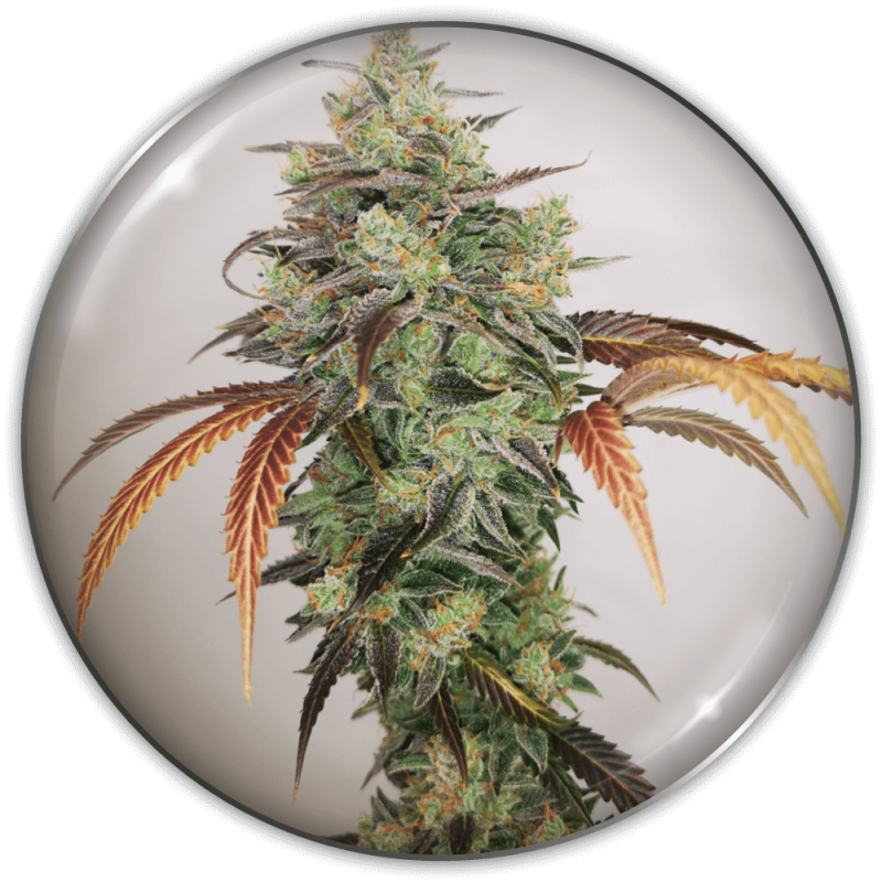 MEDICAL SEEDS  - Y GRIEGA CBD 2.0 FEM X3 (+ 2 PROMO)