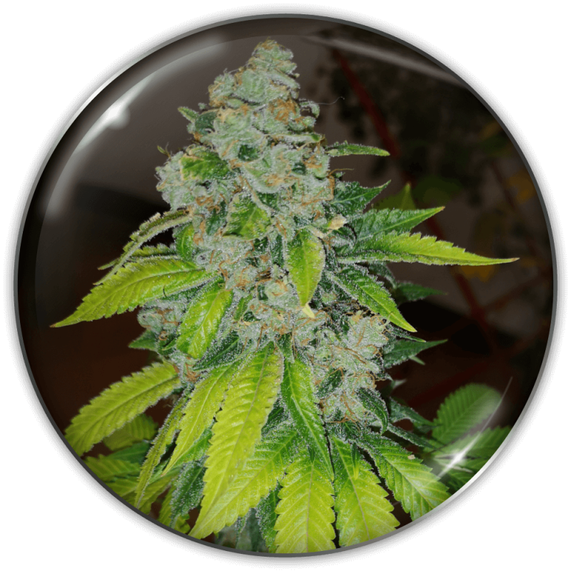 MEDICAL SEEDS  - ZKITTLEZ FEM X3 (+ 2 PROMO)