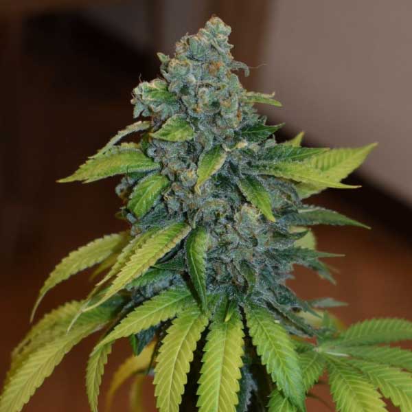 MEDICAL SEEDS  - ZKITTLEZ FEM X3 (+ 2 PROMO)