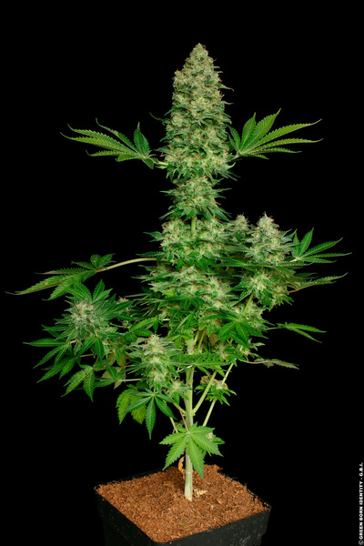 PARADISE SEEDS - JACKY WHITE FEM X3