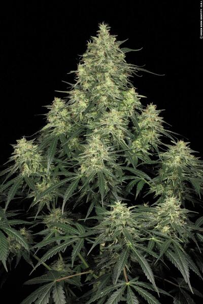 PARADISE SEEDS - ATOMICAL HAZE FEM X3