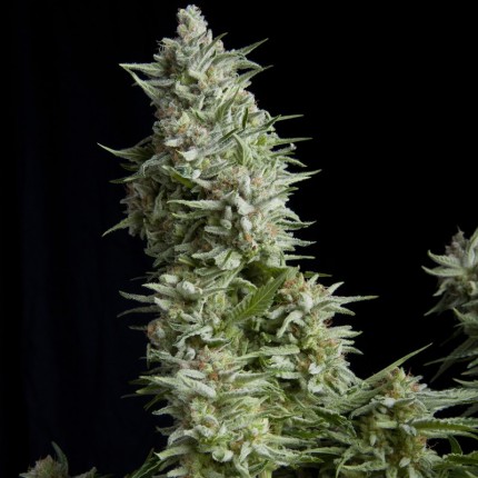 PYRAMID SEEDS - ALPUJARREÑA FEM X1