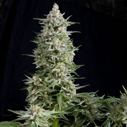 PYRAMID SEEDS - AMNESIA GOLD FEM X1