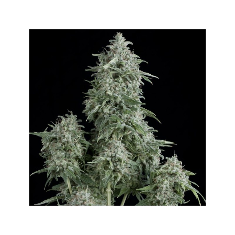 PYRAMID SEEDS - ANUBIS FEM X1